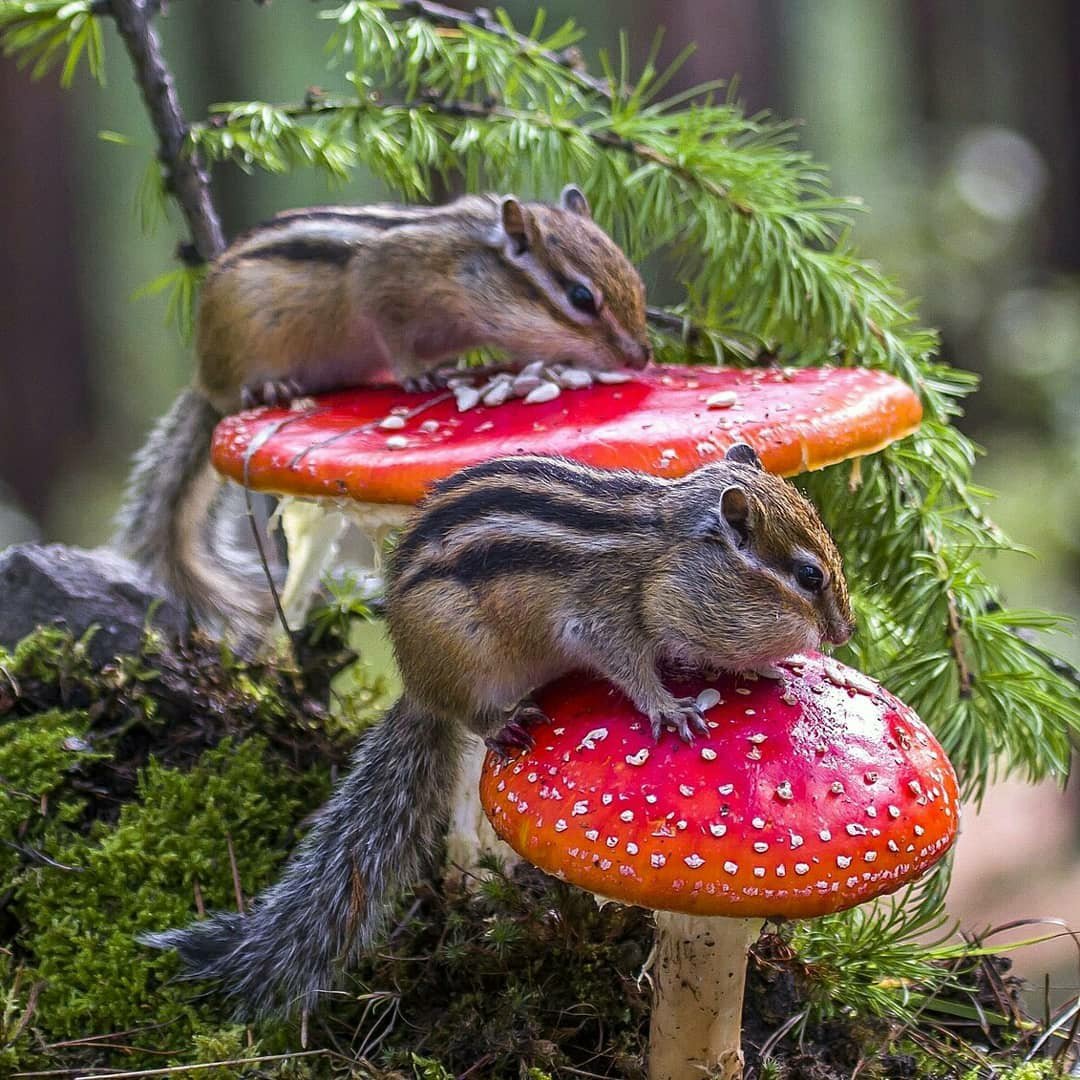 Смешные животные