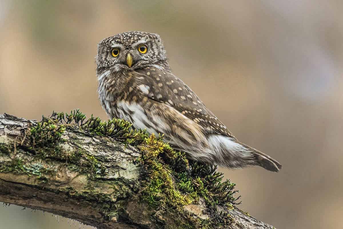 Воробьиный Сыч в дупле