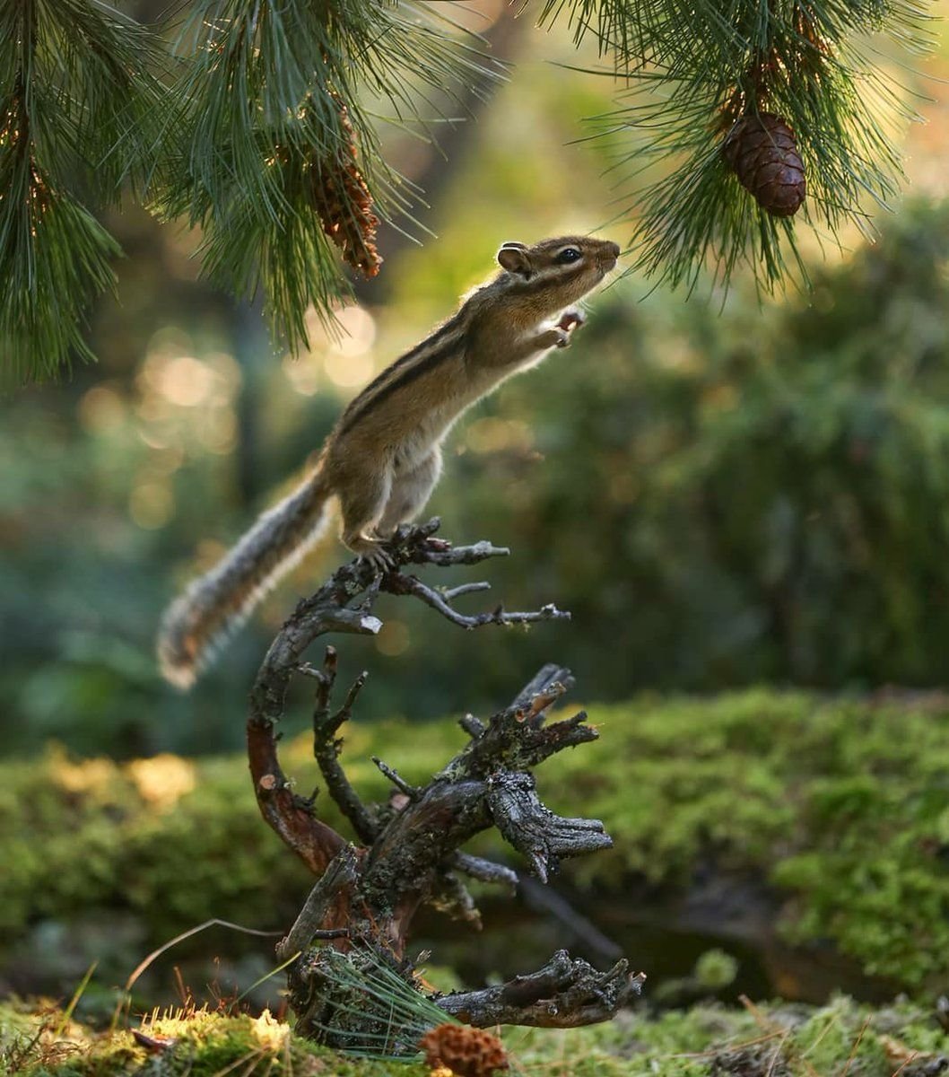 Дятел и белка