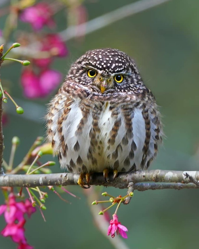 Воробьиный Сыч птенец