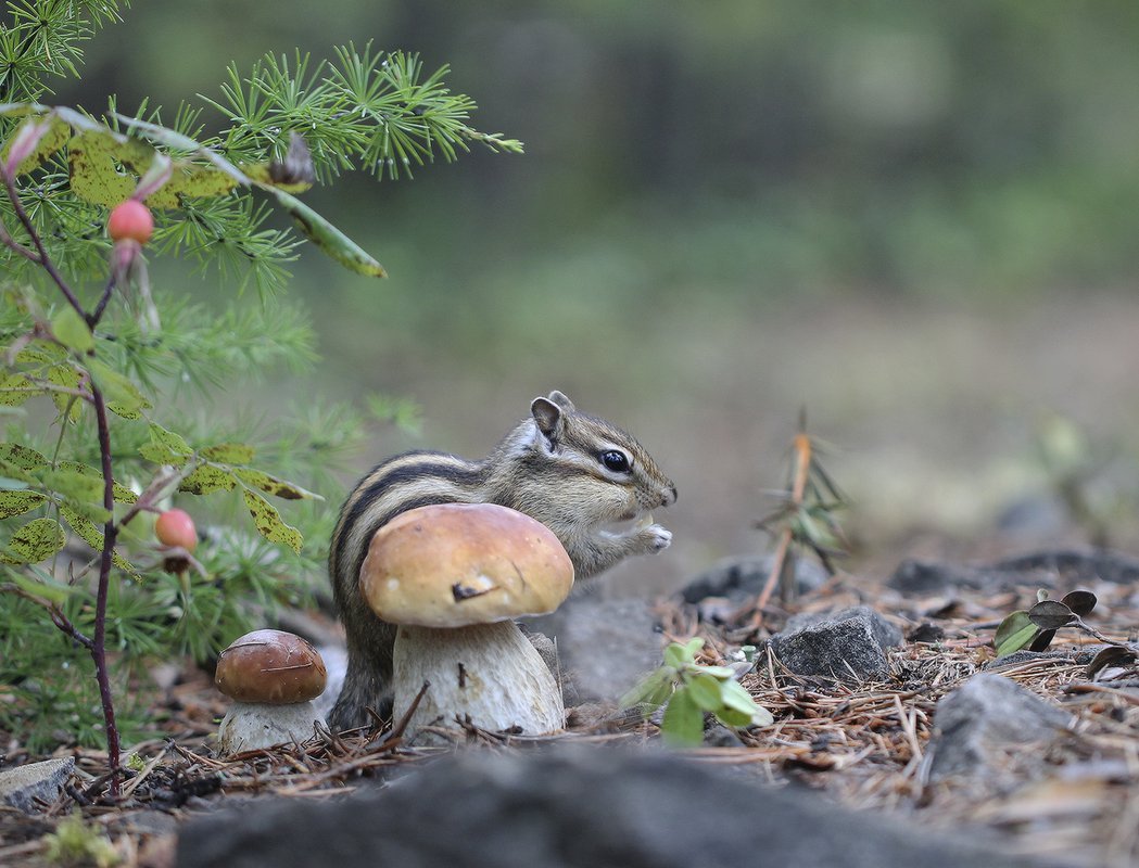 Смешные животные