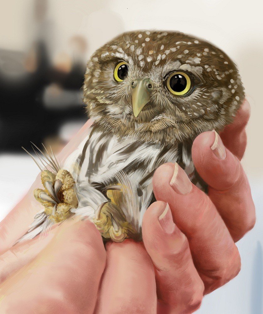 Калифорнийский Сыч Гном