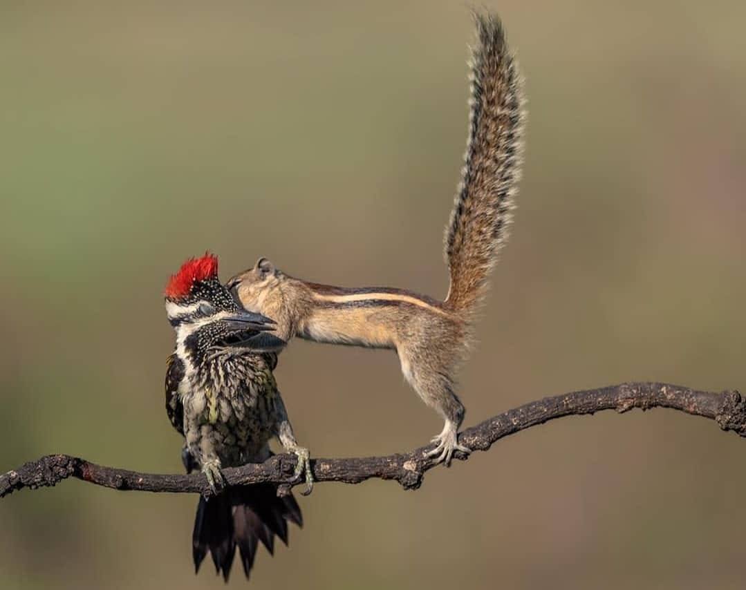 Бурундук с орехами