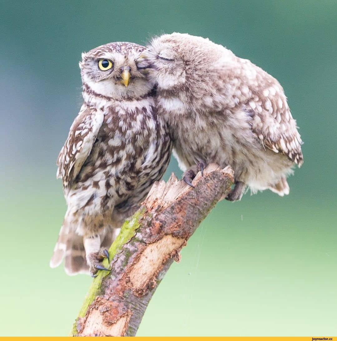 Воробьиный Сыч-Гном