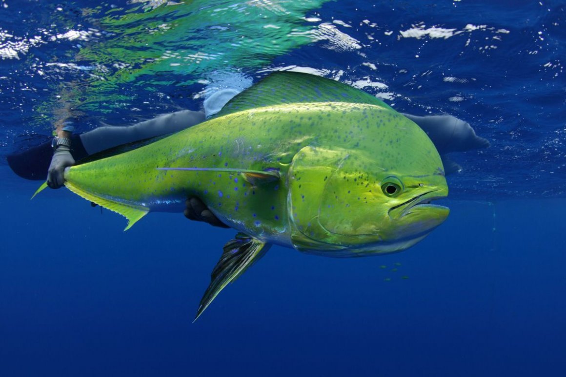 Дорадо рыба зеленая