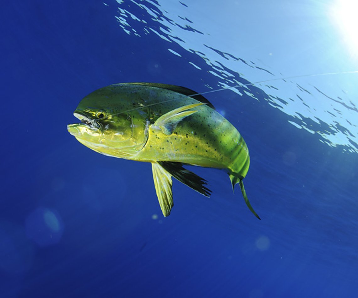 Корифена рыба