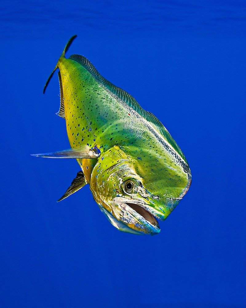 Корифена рыба