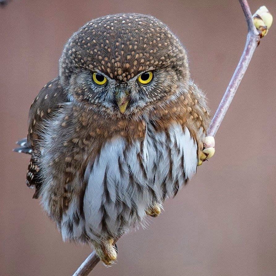 Калифорнийский воробьиный Сыч-Гном
