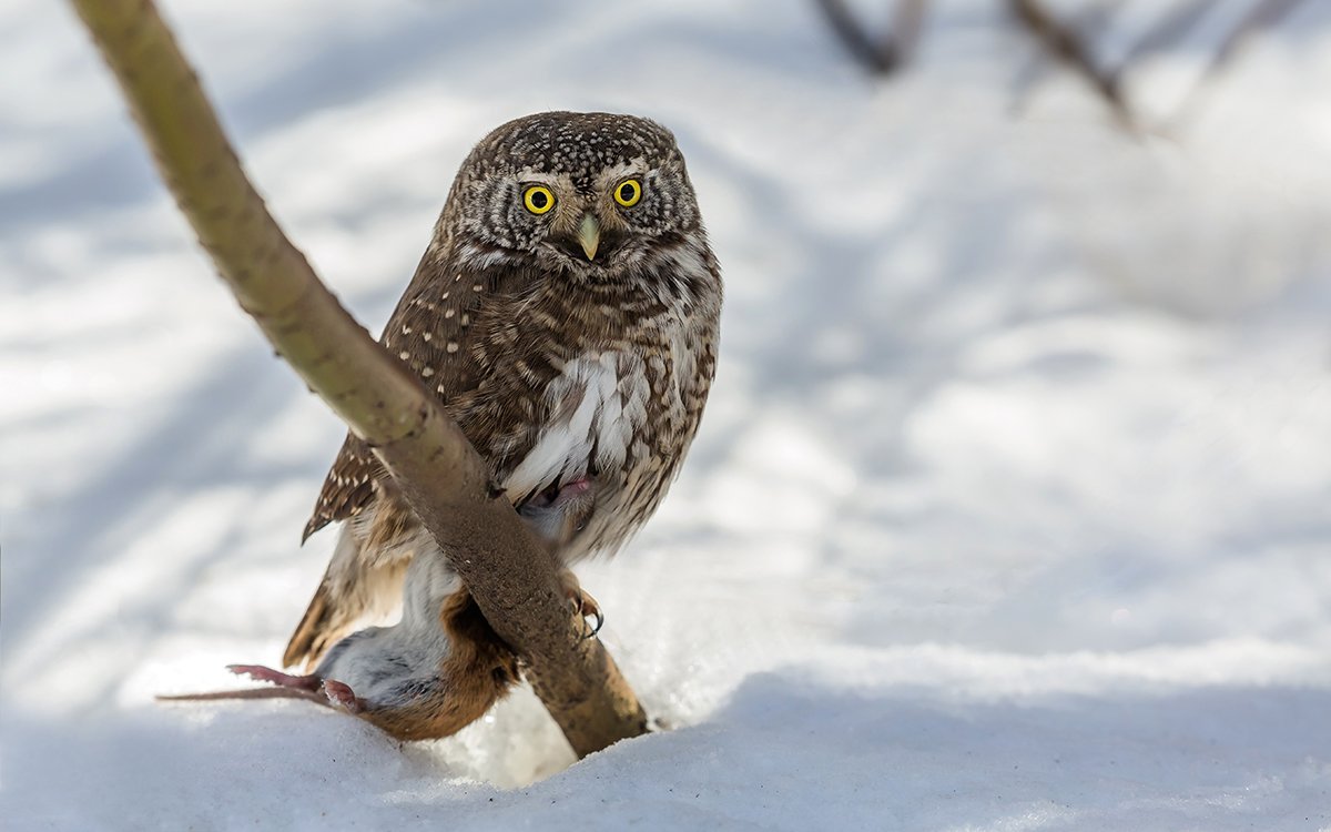 Сова воробьиный Сыч