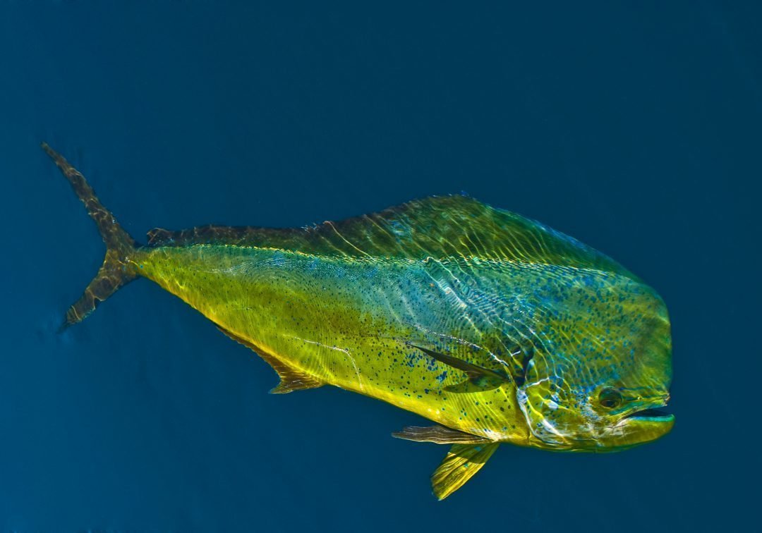 Корифена дорадо