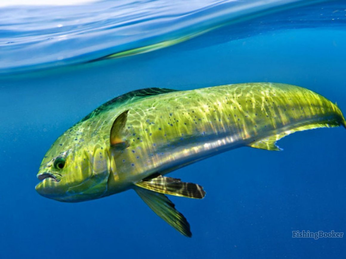 Золотая макрель рыба