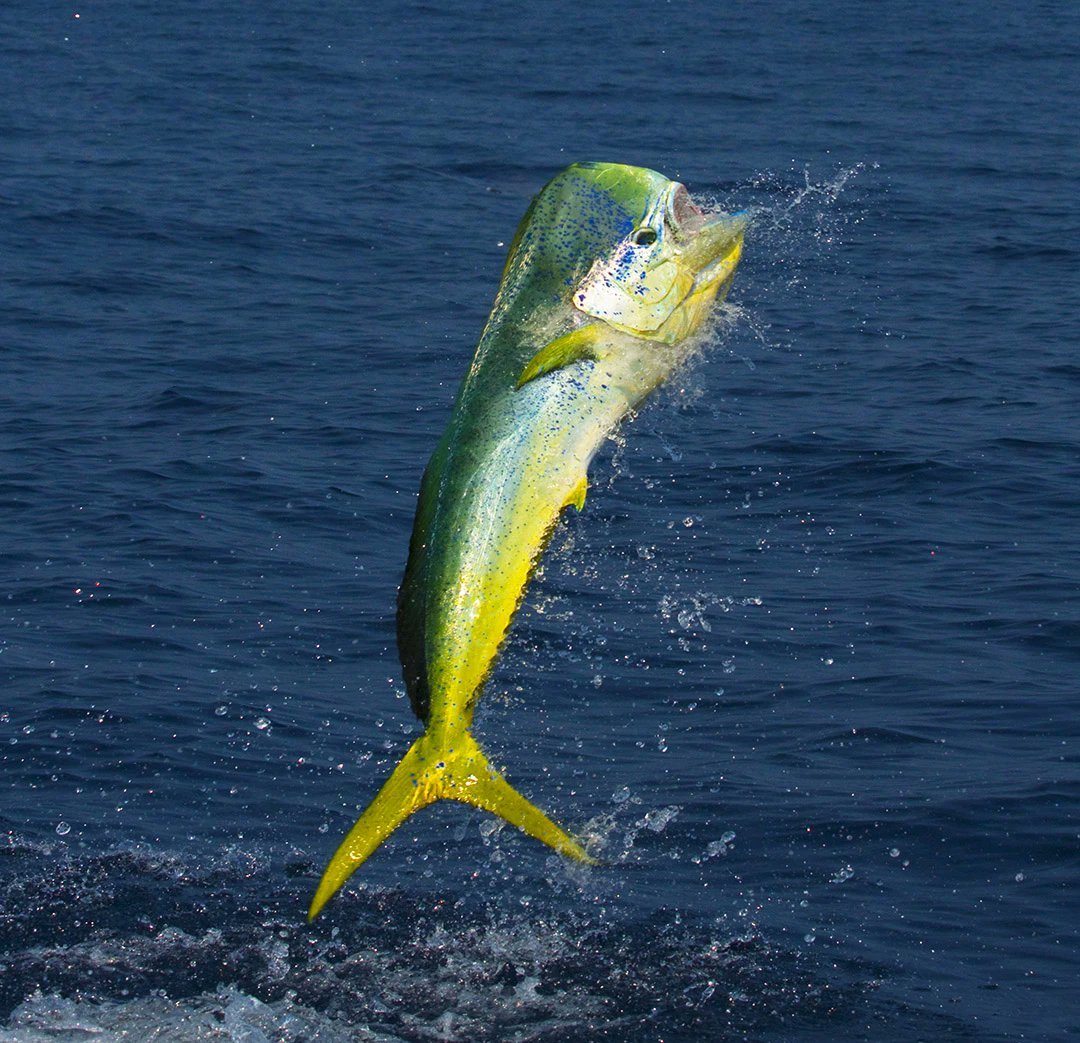 Рыба дорадо корифена