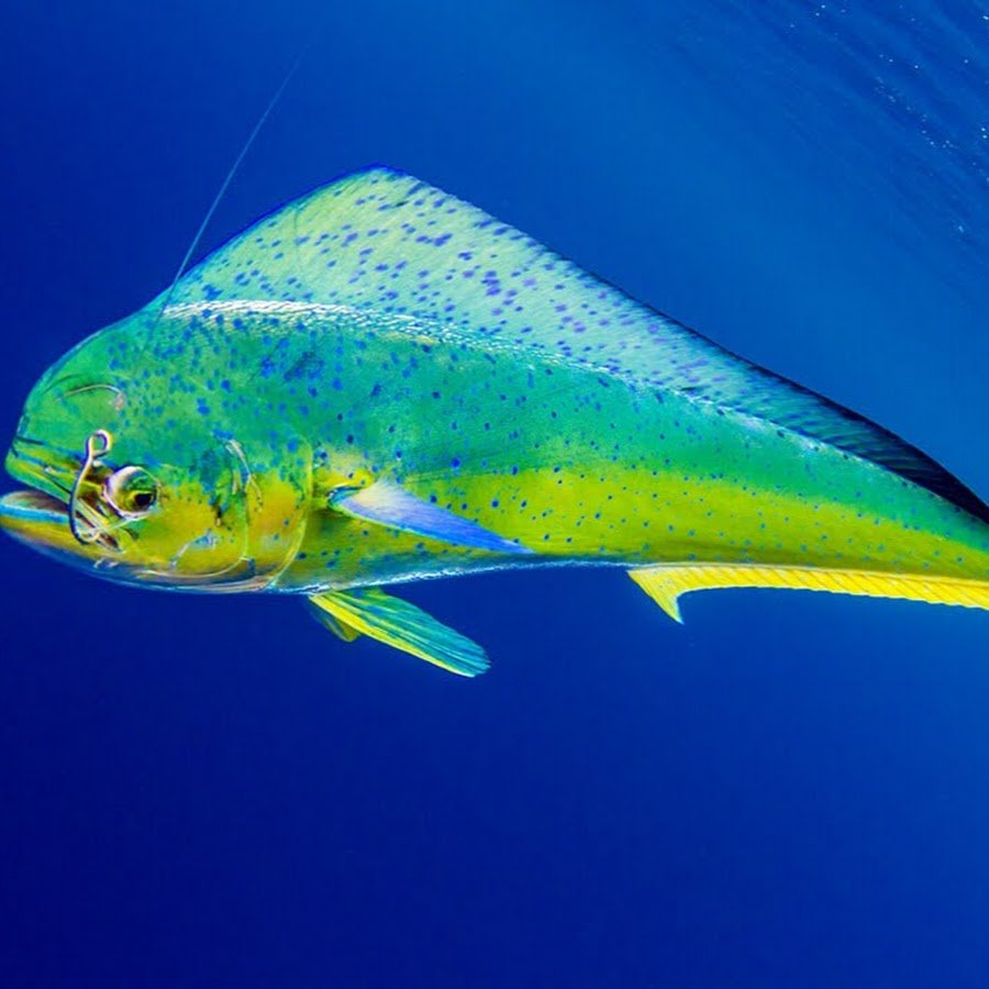 Дорадо (большая корифена)