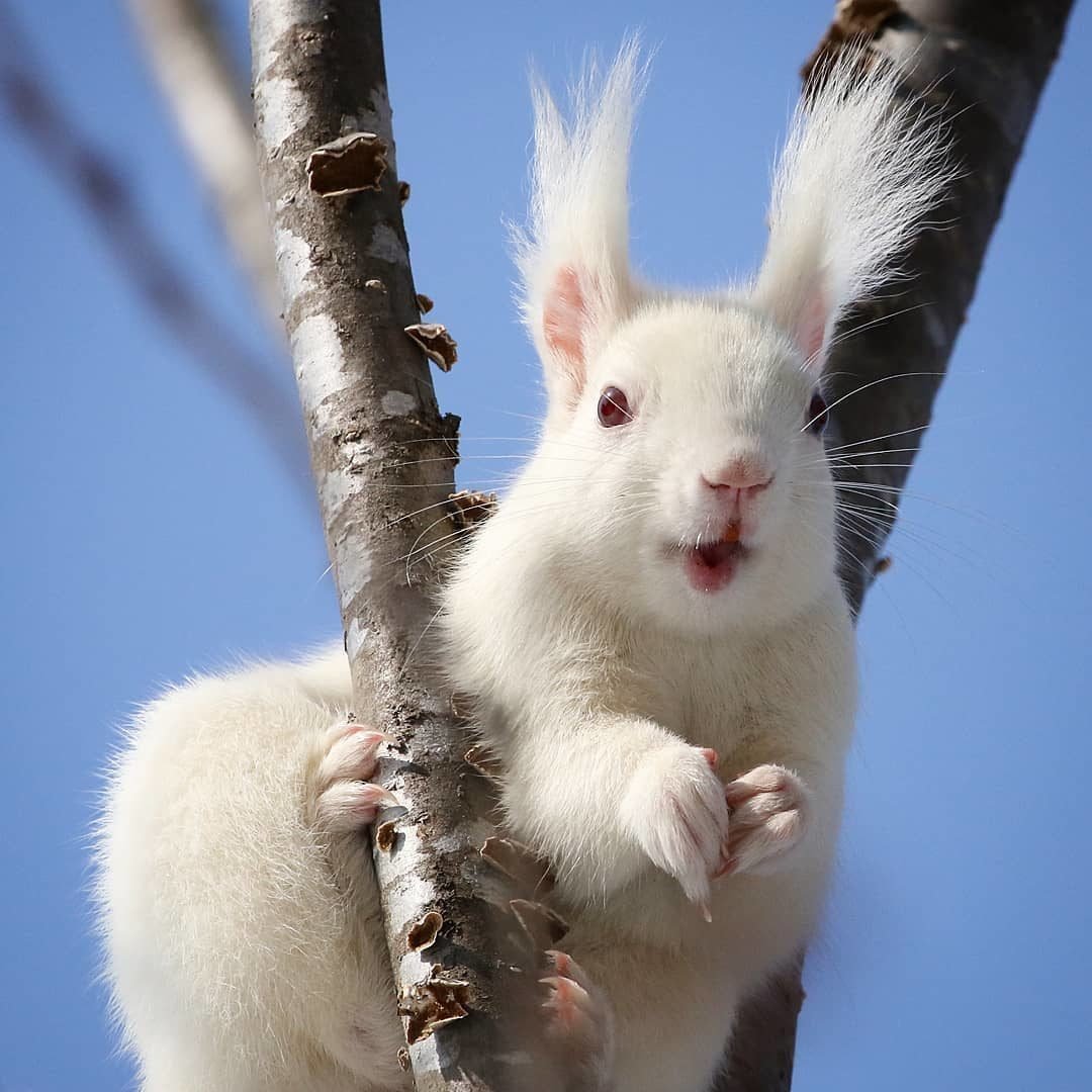 Белка с альбинизмом