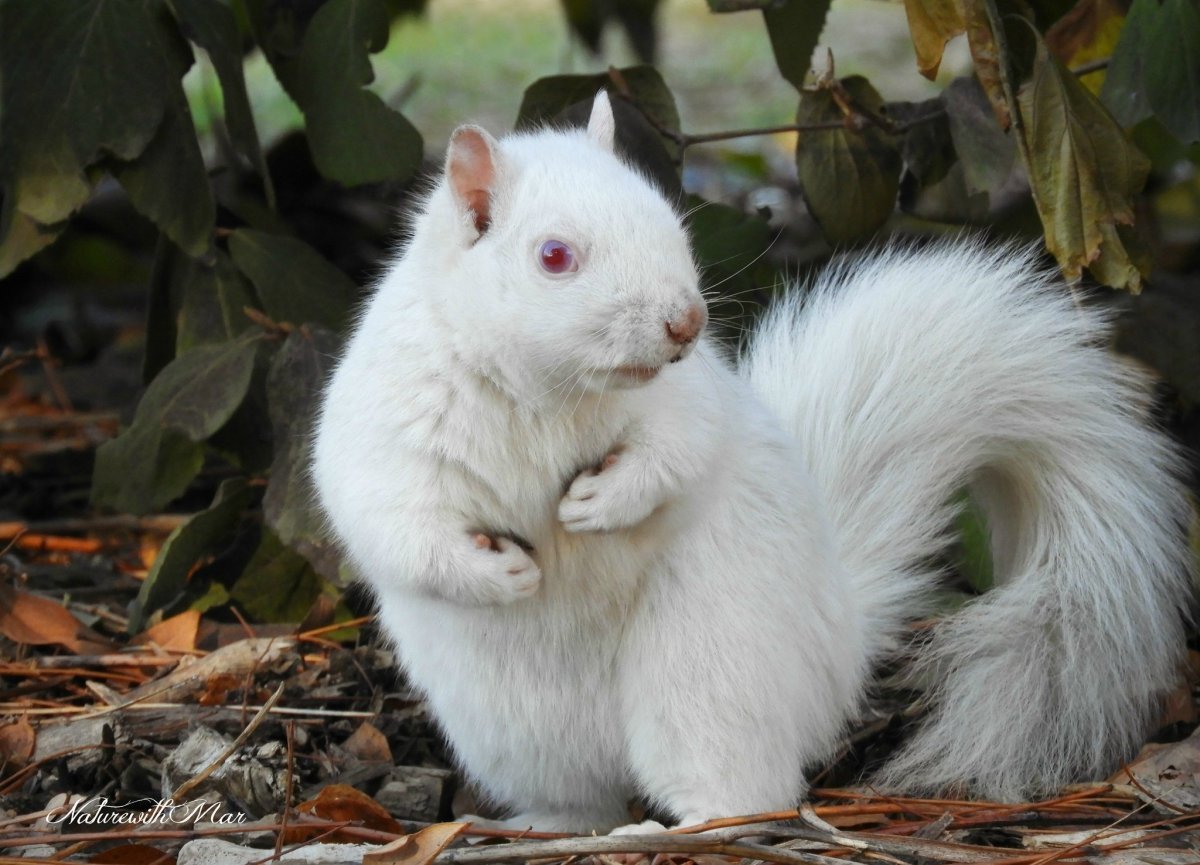 Барсук альбинос