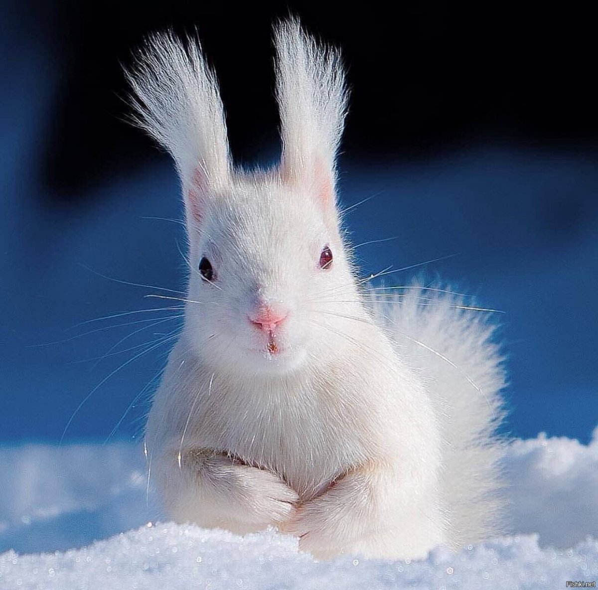 Красивая белая белка