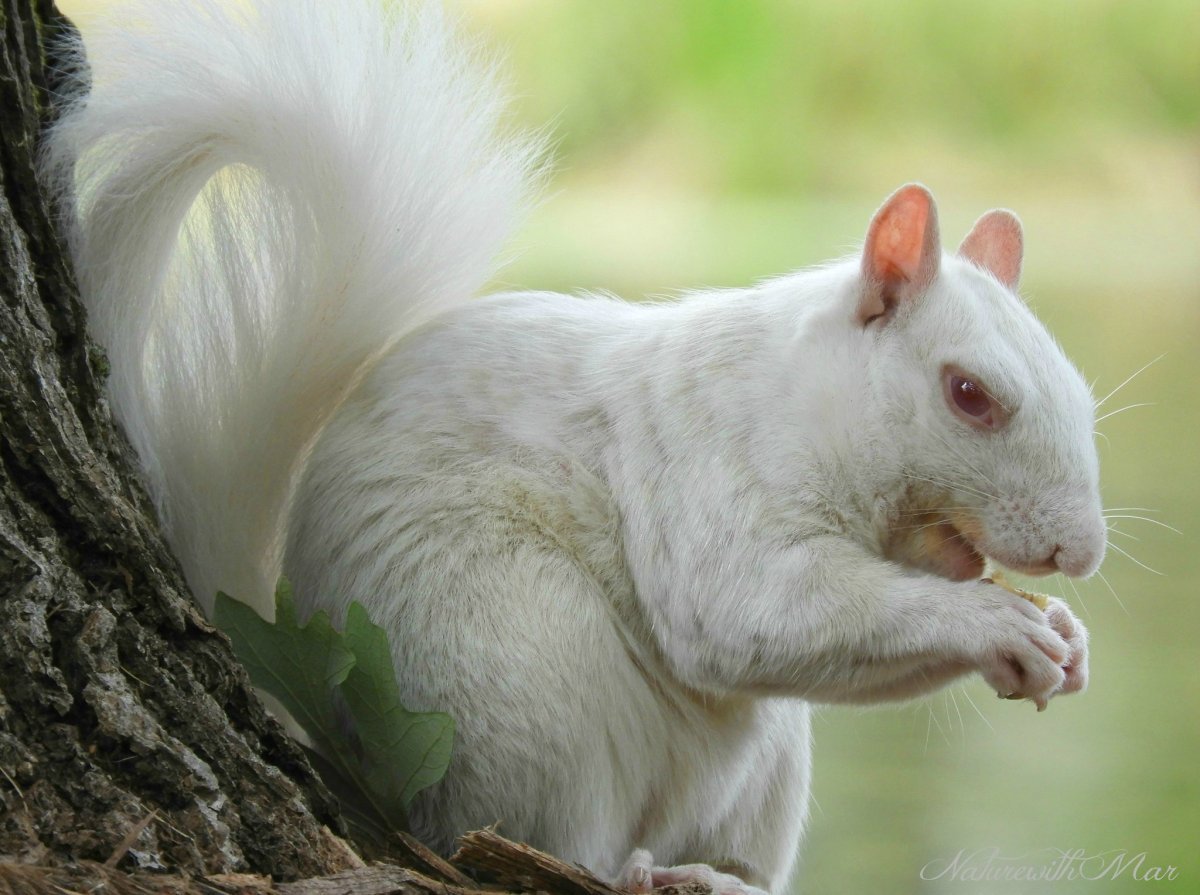 Белая белка зимой