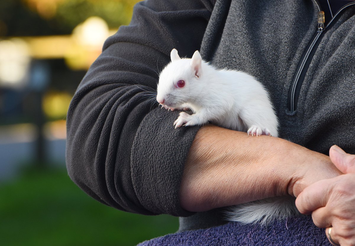 Пегая белка