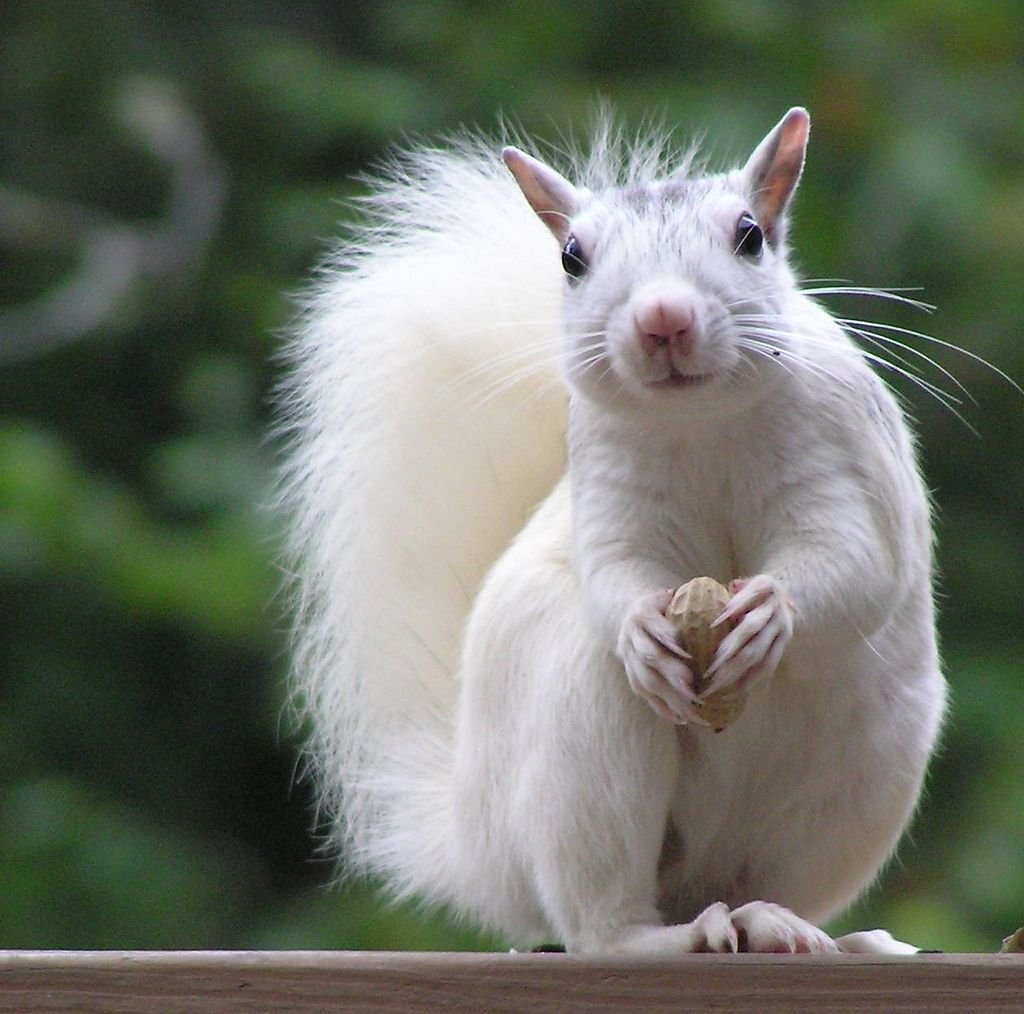 Белка альбинос