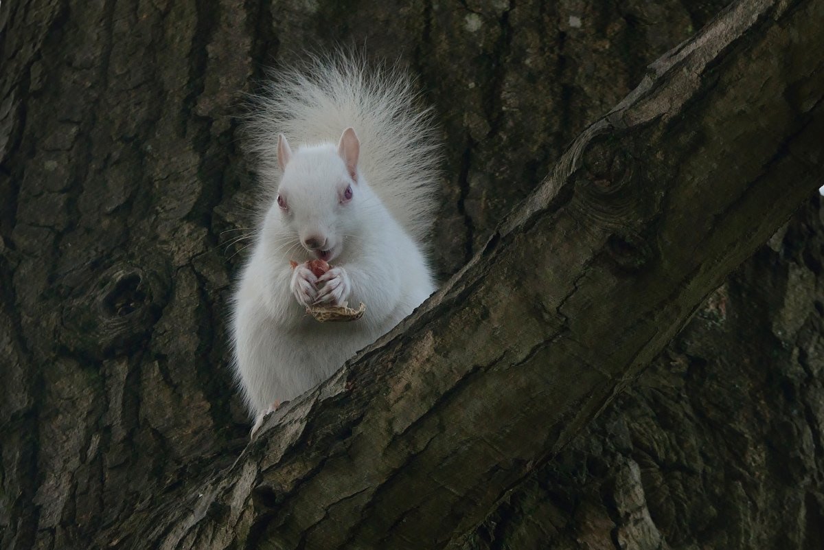 Места где можно увидеть белую белку