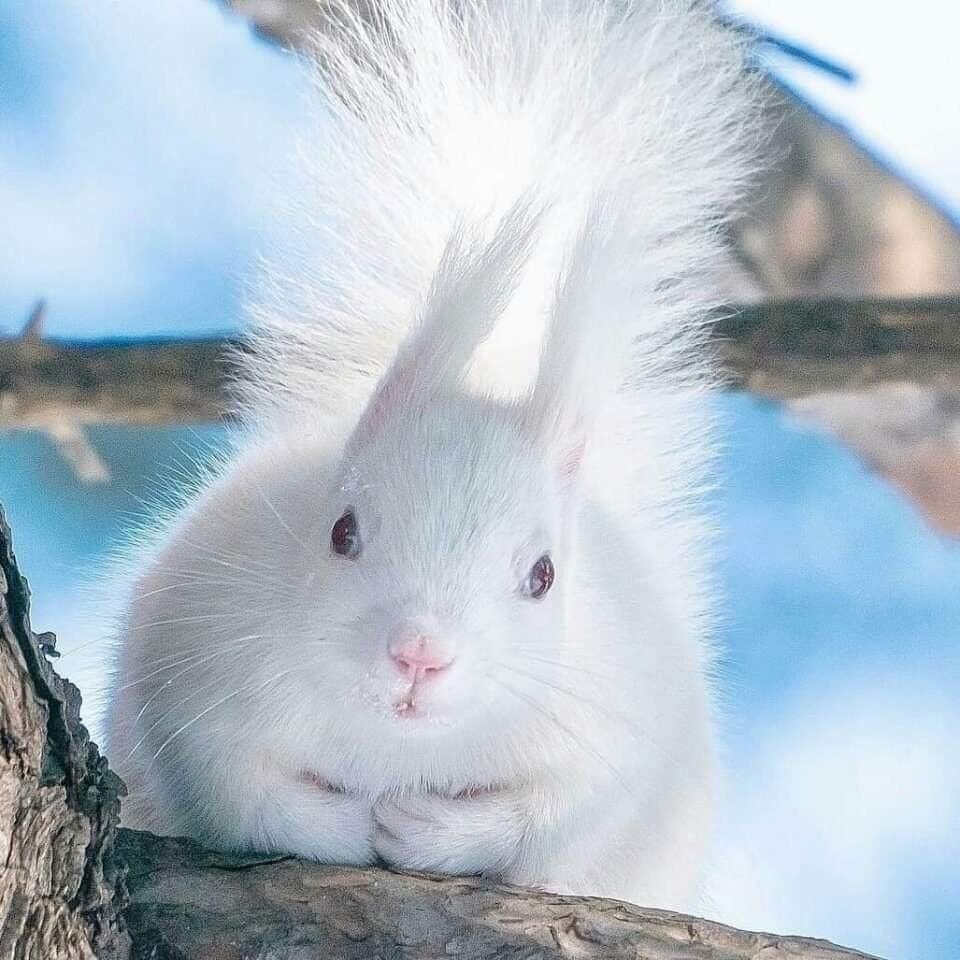 Альбинос животное