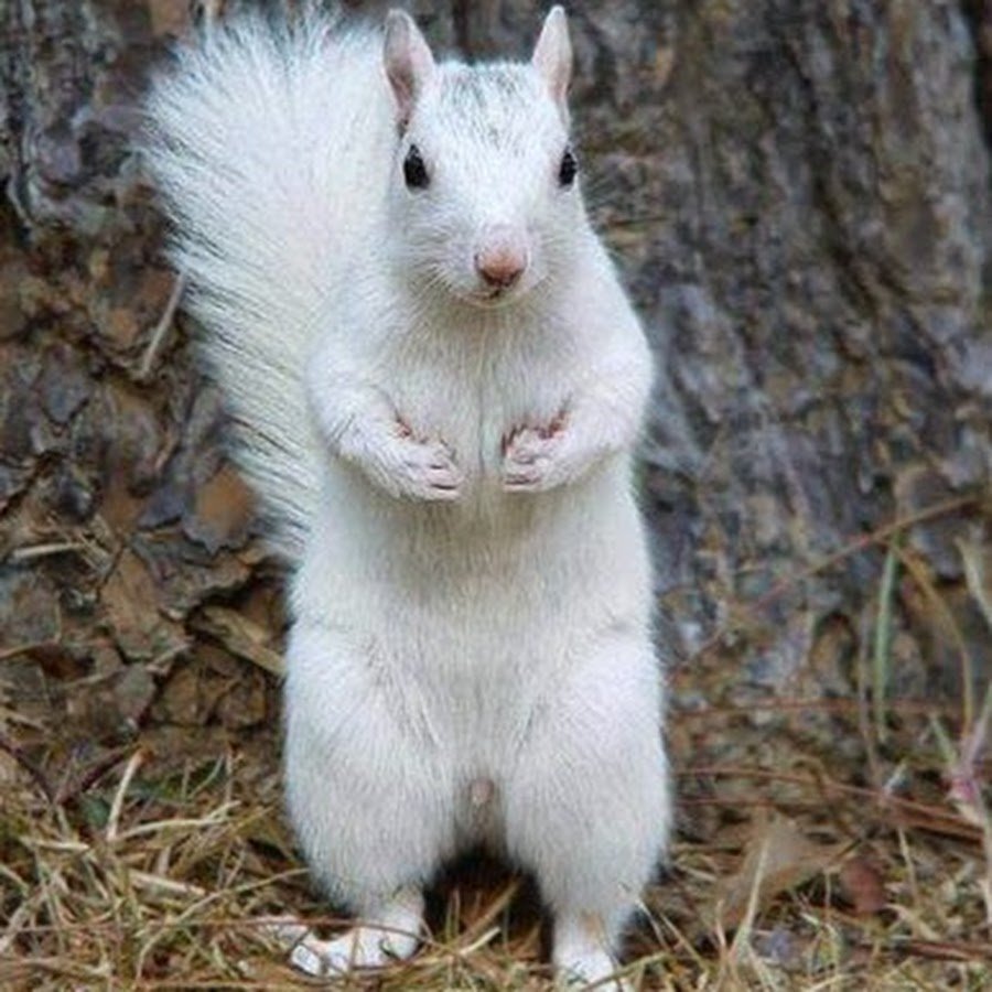 Бурундук альбинос