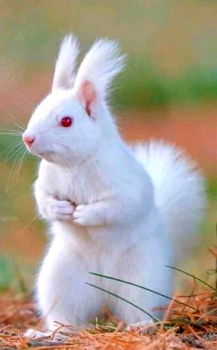 Седая белка