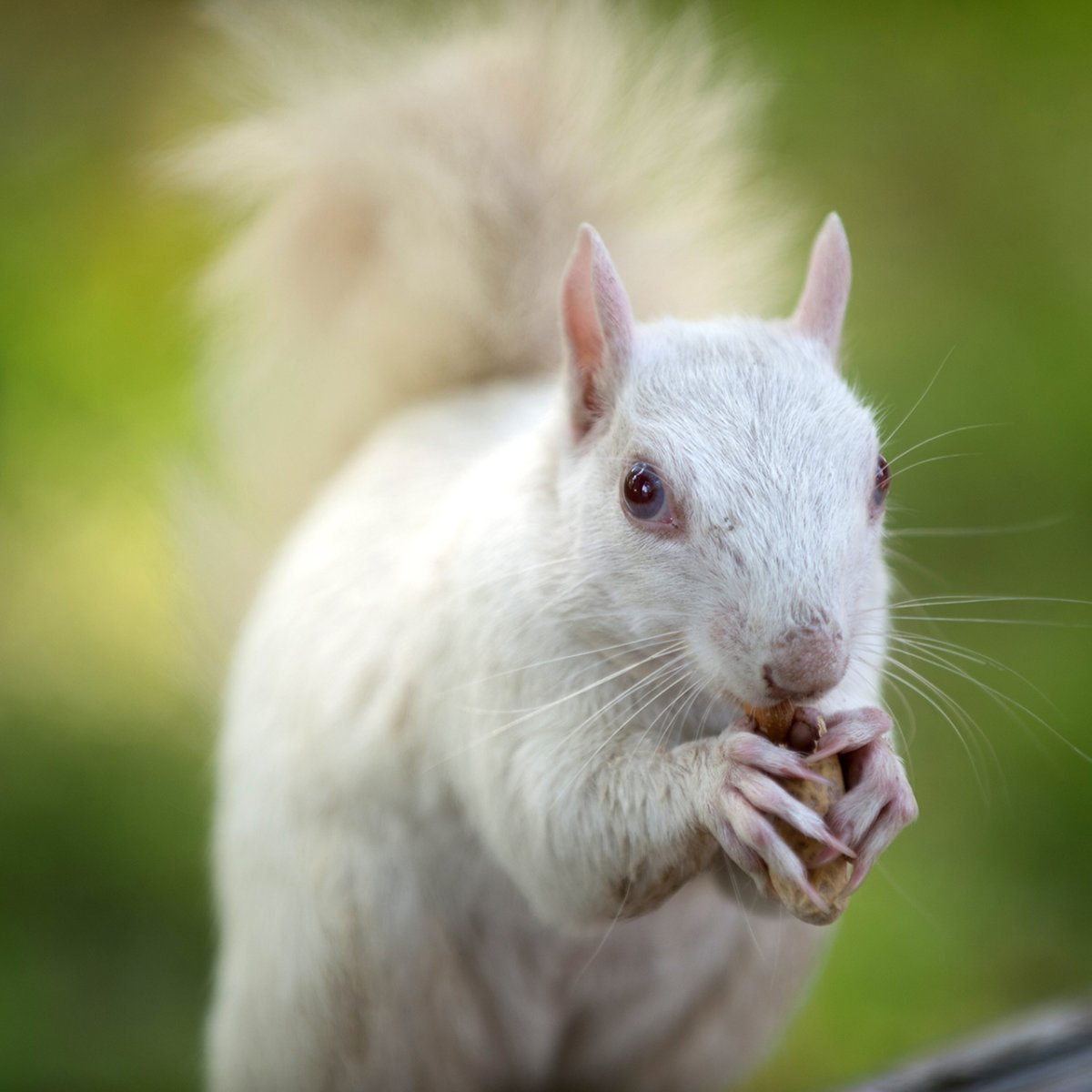 Белка альбинос