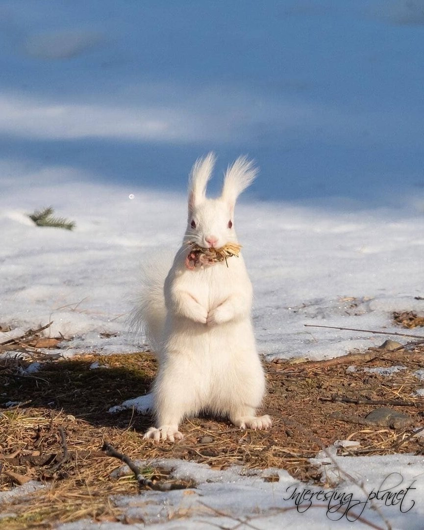 Белка альбинос ест вишню