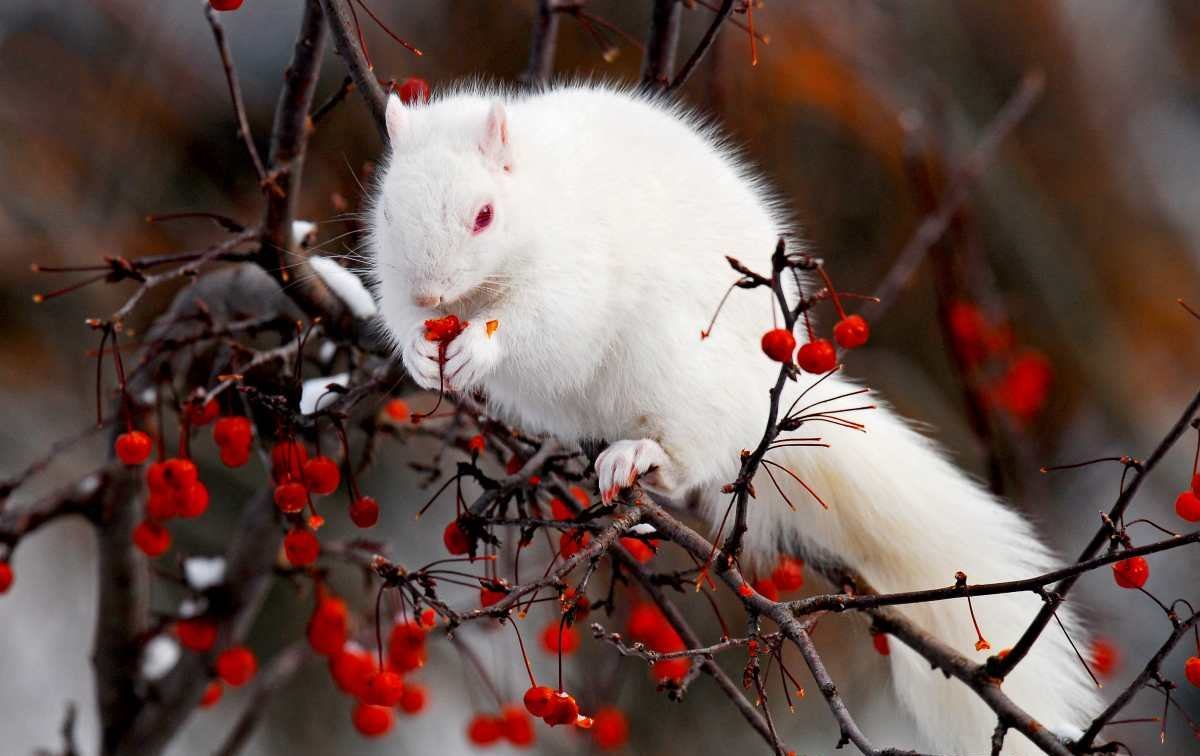 Маленькие белые бельчата