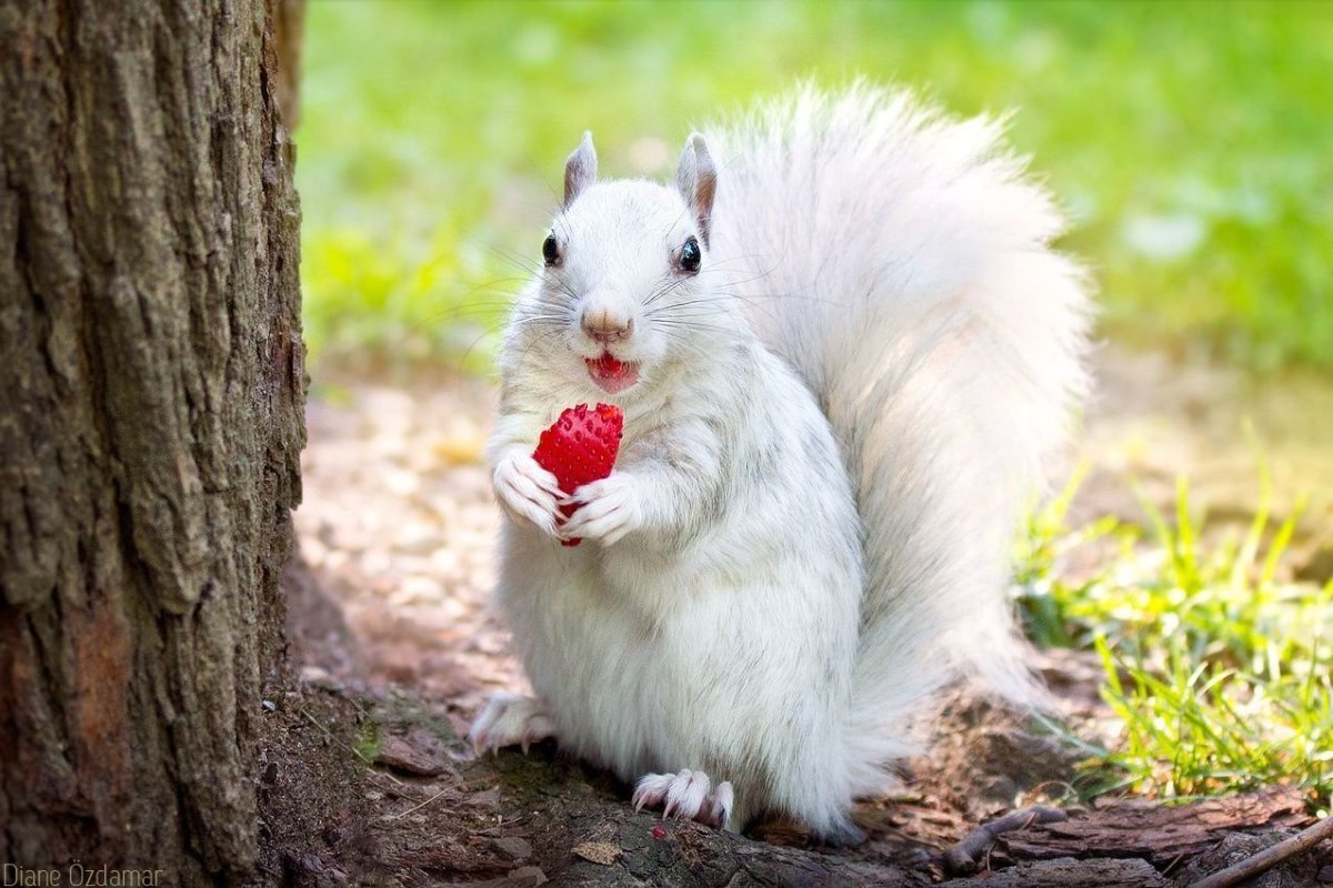 Карликовый кролик альбинос