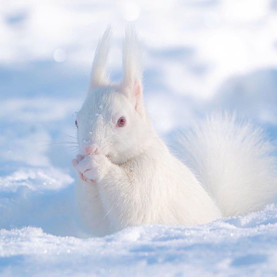 Белая белка