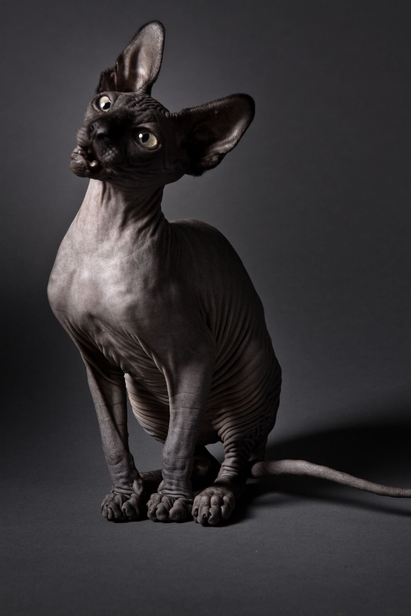Черный сфинкс кошка - 73 фото