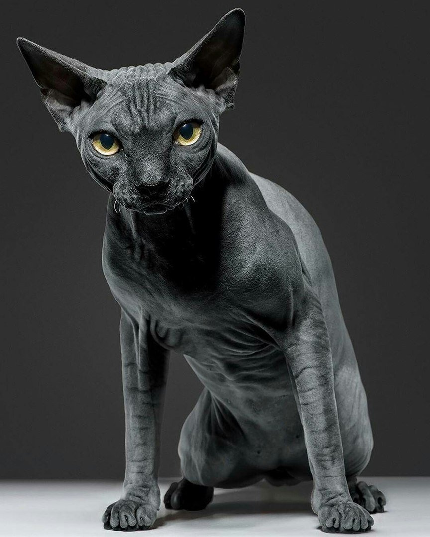 Черный сфинкс кошка - 73 фото