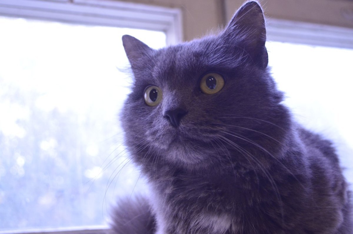 Нибелунг порода кошек