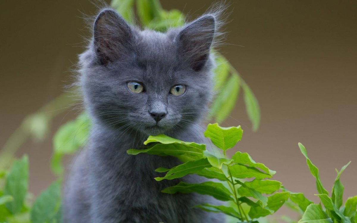 Русская голубая длинношерстная Нибелунг
