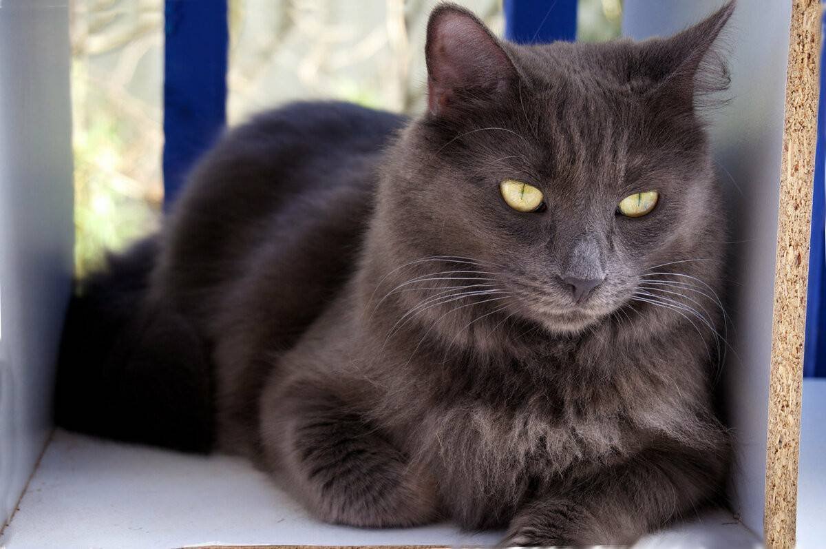 Сибирский кот серо белый