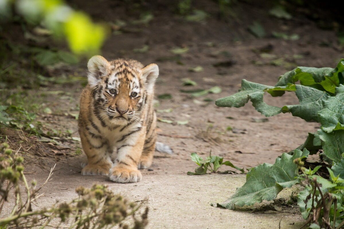 Амурский Тигренок