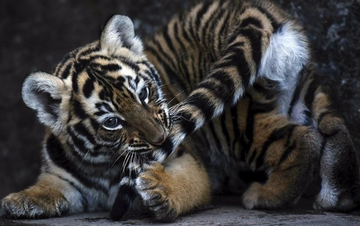 Бенгальский тигр детеныш