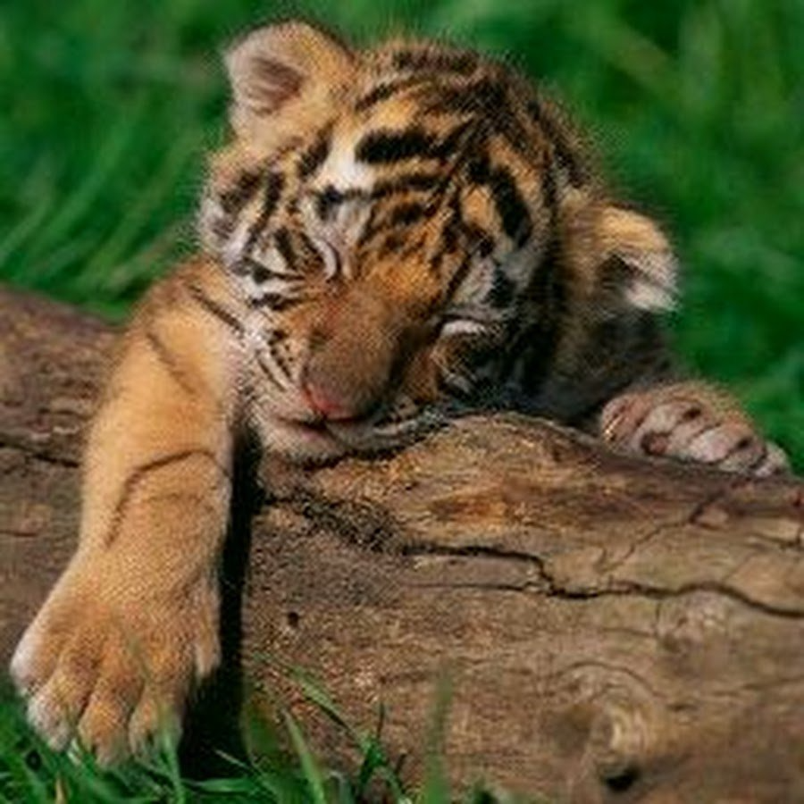 Маленький тигр