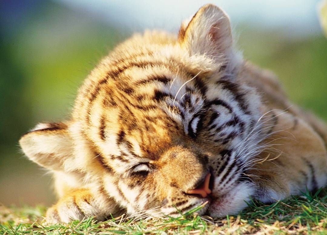 Милые тигрята