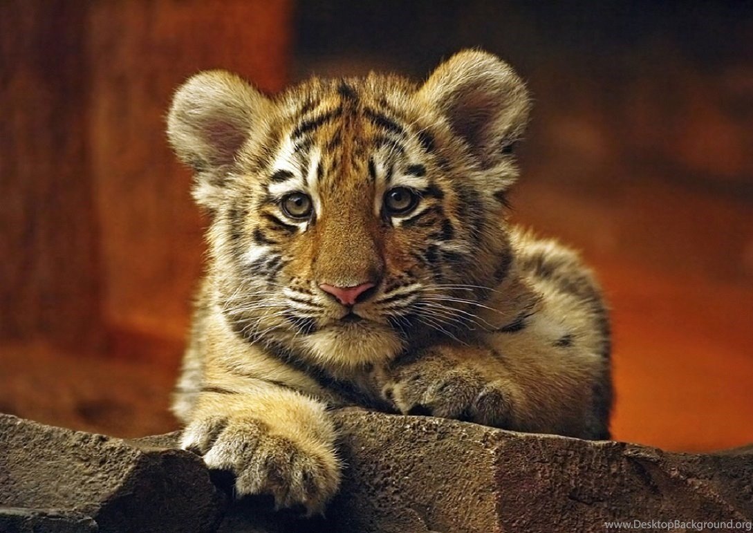 Милый Тигрёнок