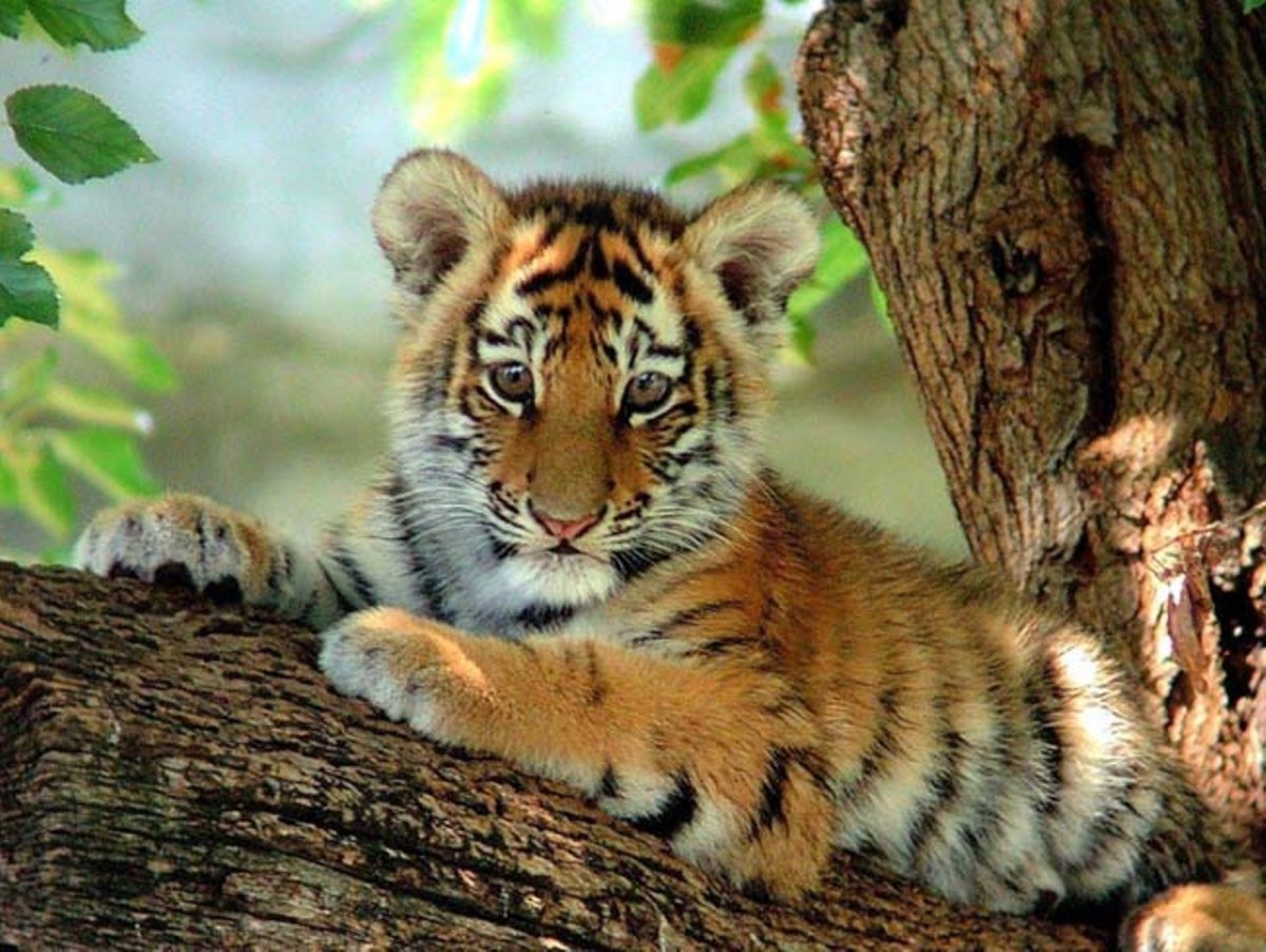 Маленький Тигренок