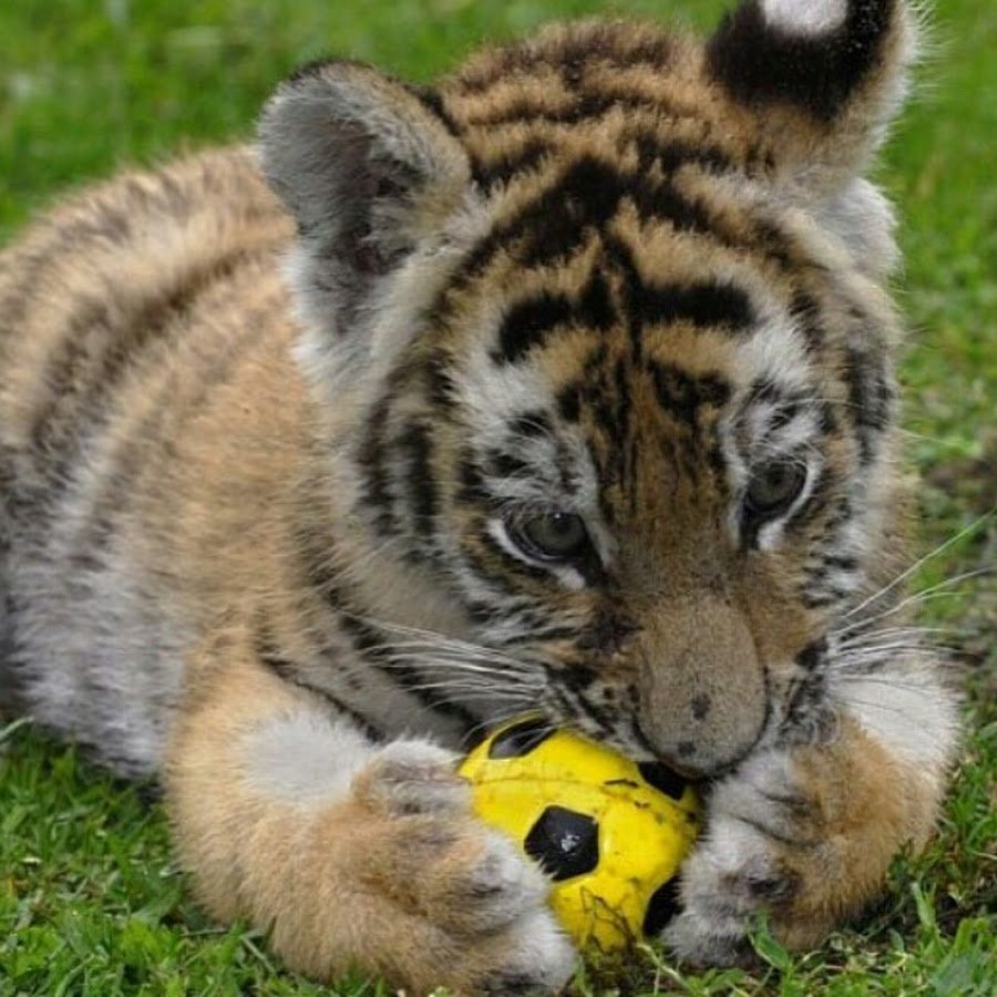 Маленький смешной Тигрёнок