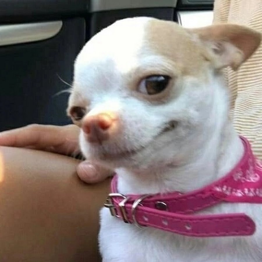 Чихуа Хуа с сопелькой