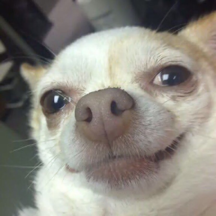 Собака улыбается Мем