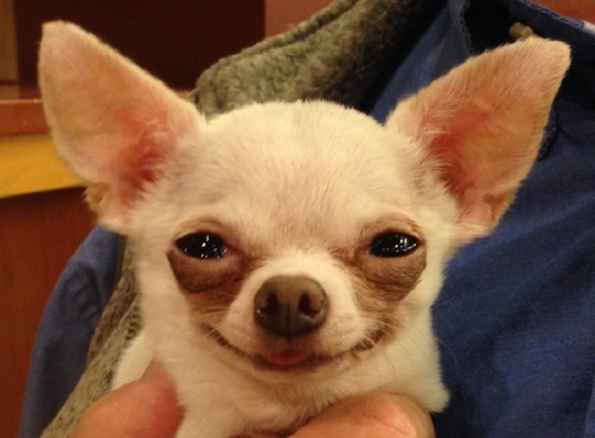 Злая чихуахуа