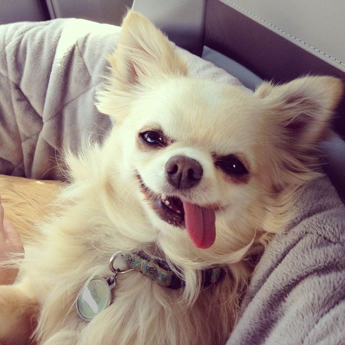 Чихуахуа тайский кобби