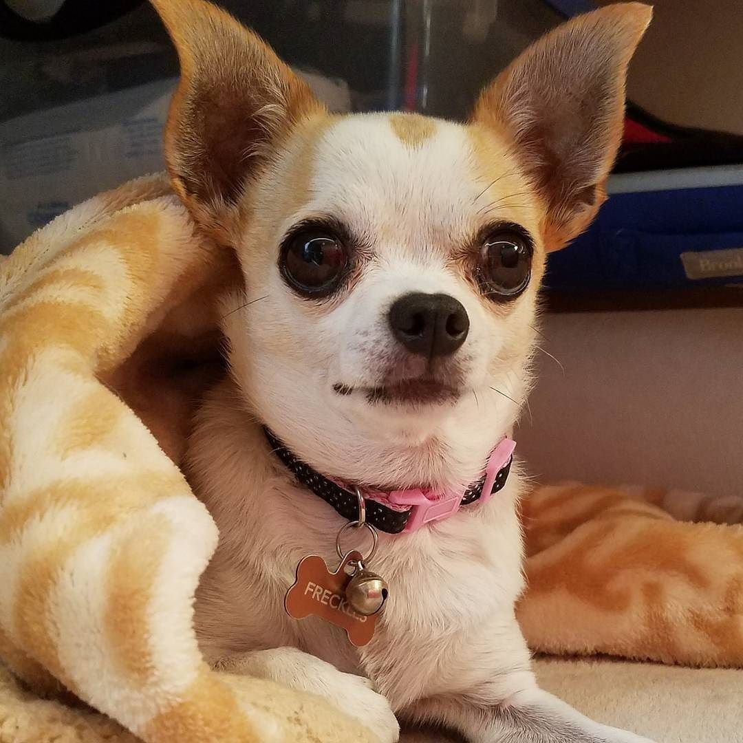 Собачка в розовом тапке