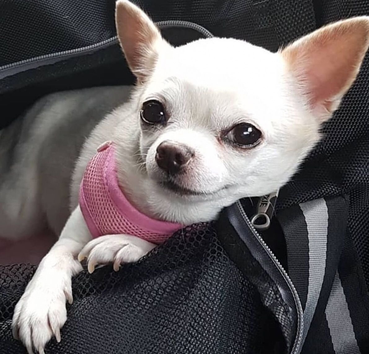 Всратая чихуахуа